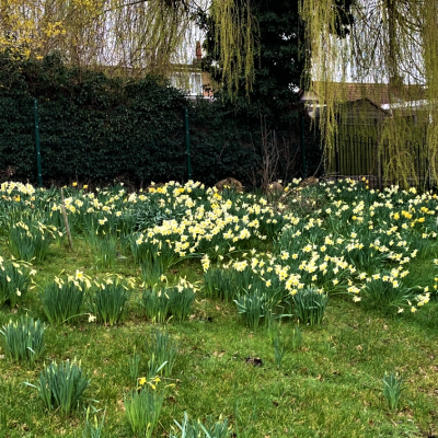 daffodils at Exhall School